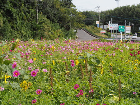 °æºê¥Õ¥ë¡¼¥Ä¥Ð¥¹Ää¤Î¥³¥¹¥â¥¹P1012137