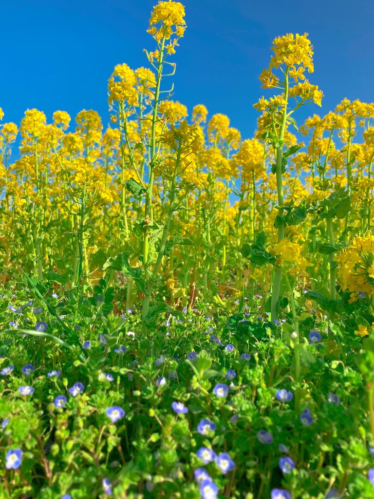 満開です 絶景広がる菜の花畑と島原半島 諫早市高来町 長崎 諫早市民 ふくちゃんの食う 寝る 遊ぶ日記