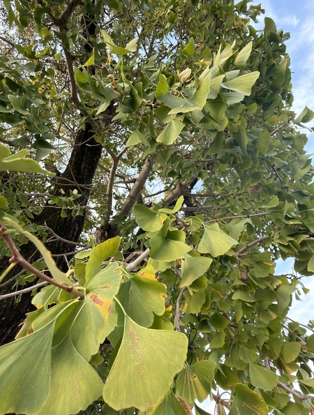 �����ٽ�Υϡ��Ȥζ��IMG_3790 - ���ԡ�