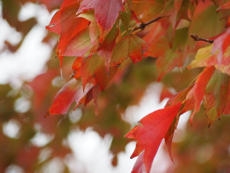2022.11.19 雲仙市国見町 百花台公園P1014687