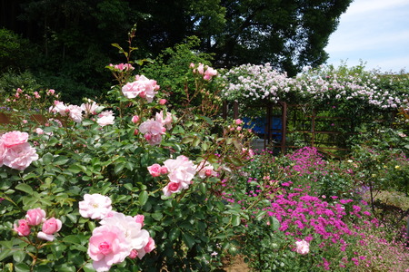 ��������Х��DSC00235