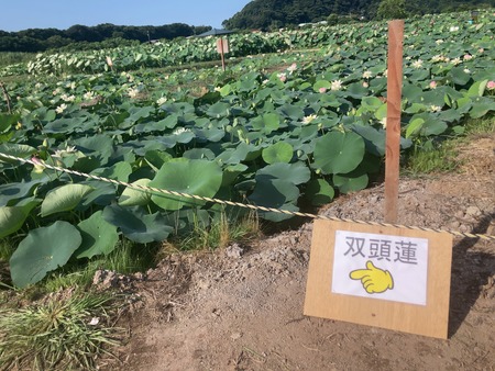 2025.07.25 諫早市 唐比ハス園IMG_8163 2