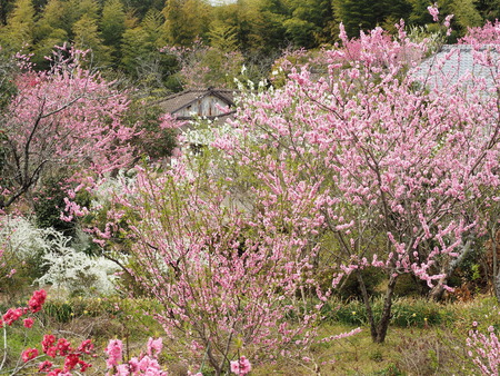 2023.03.22 大村市東大村 松本さん宅の桃の花P1017444