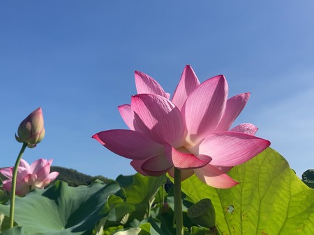 2025.07.25 諫早市 唐比ハス園IMG_8090