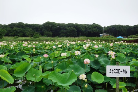 16-���������ϥ���DSC09824