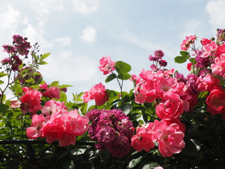 2024.05.11 諫早総合運動公園P5112893