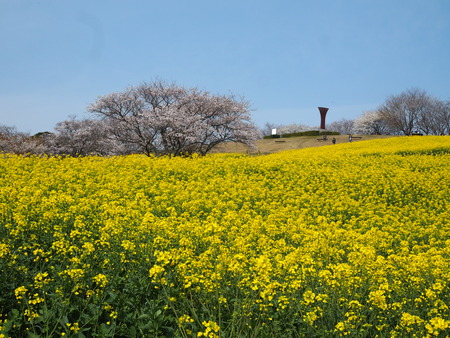 �������⸶�κڤβ�P3271456