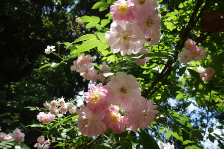 ����������Х��DSC00261