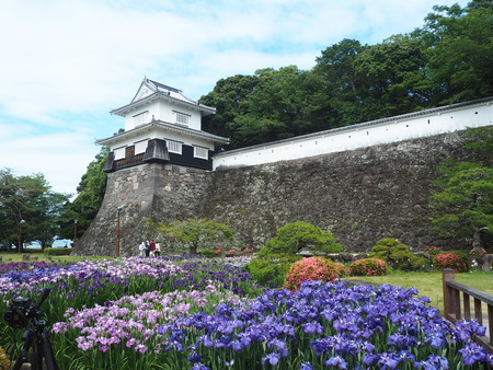 9-大村公園 花菖蒲PP5310080