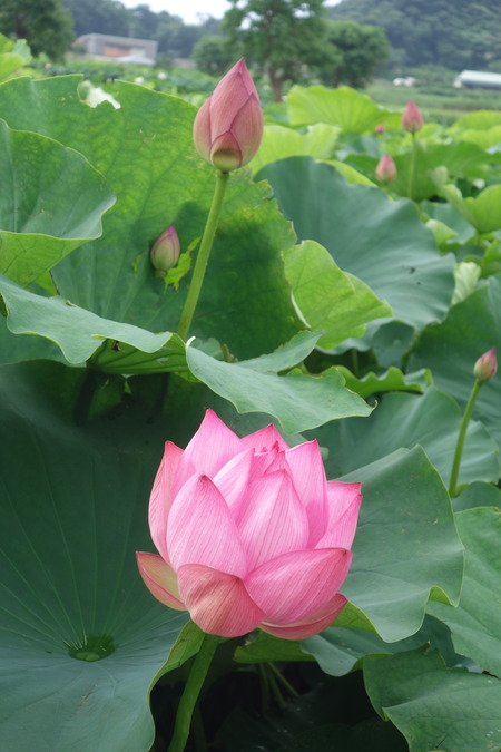 14�����������ϥ���DSC08875