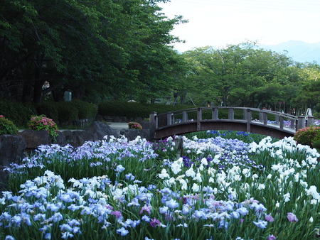 2021.05.25 大村公園 菖蒲P5232441