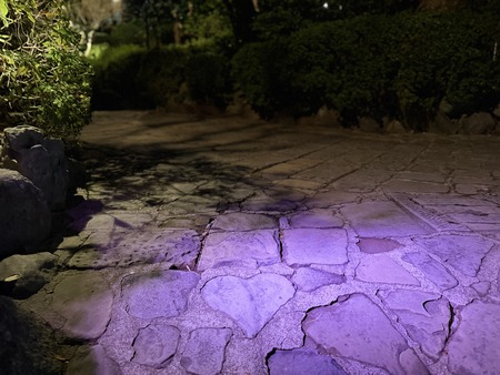 �쥹�ȥϥ������Υϡ��ȥ��ȡ���IMG_9636