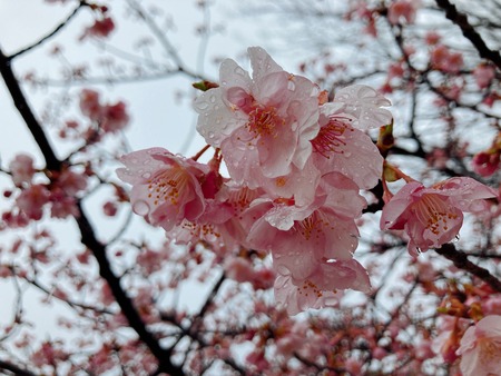 2022.02.21 大村市 久原公園 河津桜IMG_9058