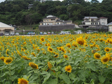 2022.07.16 諫早市森山町 唐比ハス園P7142510
