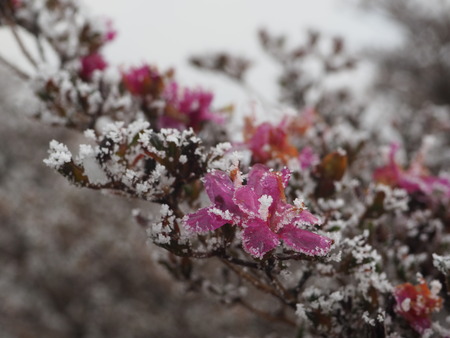 2022.12.03 ±ÀÀç¿ÎÅÄÆ½¡¢Ì¯¸«³Ù¡¡Ì¸É¹P1011730