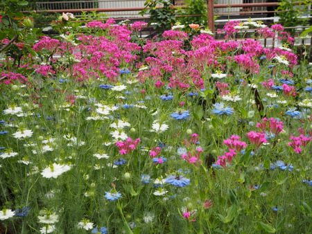 11-諫早市栗面町 Mai's garden P5171386