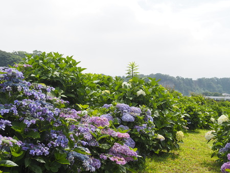 2023.06.10������Կ���Į������ϥ���P1019578