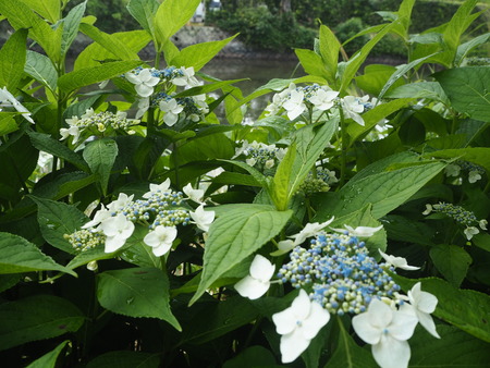 13-大村公園 花菖蒲PP5310132