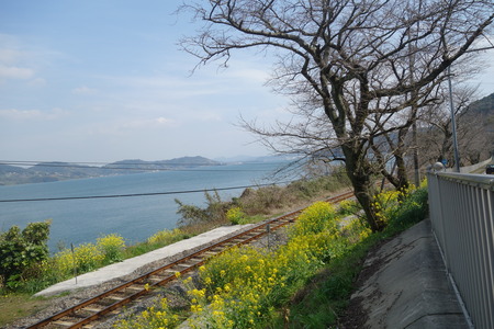 13-諫早市多良見町 桜並木DSC09827