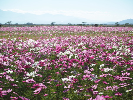 22-´³Î¦ÃÏ¥Õ¥é¥ï¡¼¥¾¡¼¥ó£Ê£Ò¥¦¥©¡¼¥¥ó¥°¡¡´ÒÁá»Ô¹âÍèÄ®PA251764