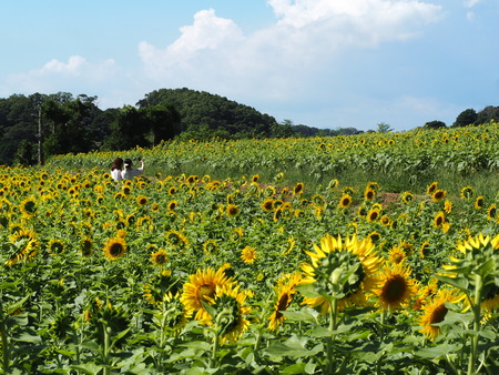 2025.08.14 南島原 大地農園ひまわり畑P8150751