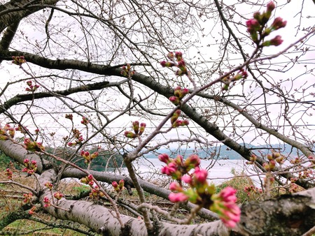 2022.03.20 多良見町 古川の桜並木IMG_2051