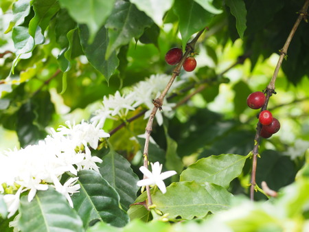 2024.07.02 大村市 長崎スコーコーヒーパークP1010643