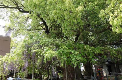 ��-���������Υ�DSC05962