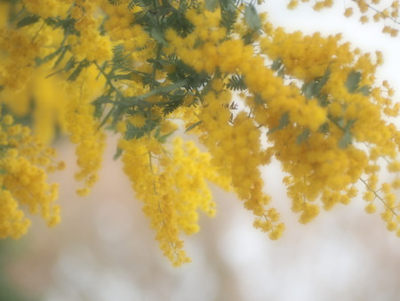 ��¼�ԡ���μ¡��ߥ⥶P3081637