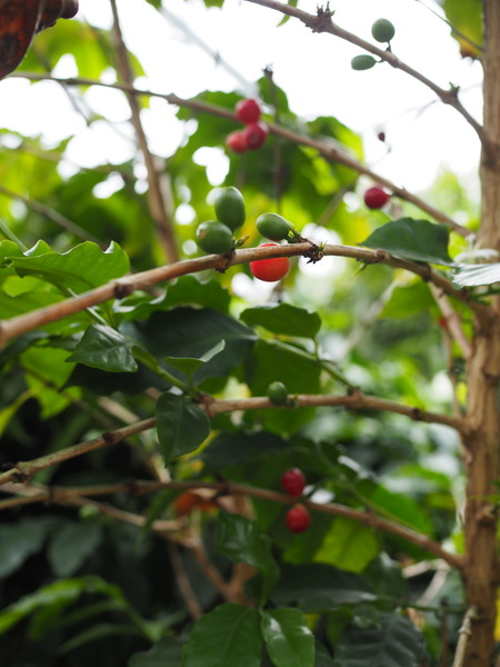 2024.07.02 大村市 長崎スコーコーヒーパークP1010676