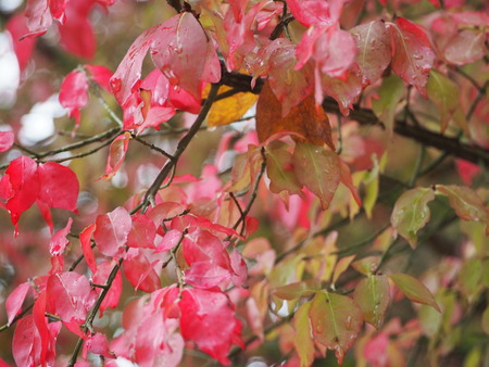 2022.11.19 雲仙市国見町 百花台公園P1014662
