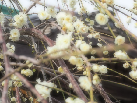 2023.03.04����¼�ԡ���¼����P1011963