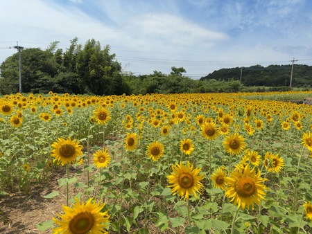南島原市加津佐町 六反田ふれあいセンター下ひまわり畑IMG_1704