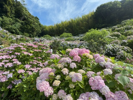 ★大村市 美さわ園 あじさいIMG_3497