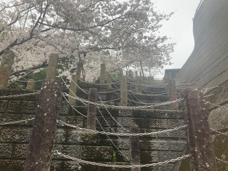 2024.03.31 西山下流ダム公園IMG_7857