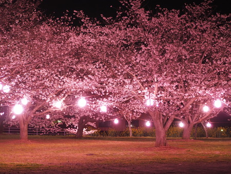 2023.03.31�����Ό��Į��������P1010776