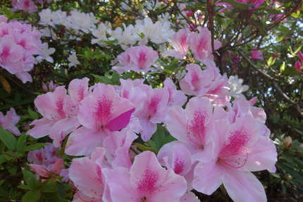 27-稲佐山DSC00375