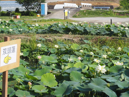 2025.07.22¡¡ëÝÁá»Ô¡¡ÅâÈæ¥Ï¥¹±à¡¡ÁÐÆ¬Ï¡¤P7230083