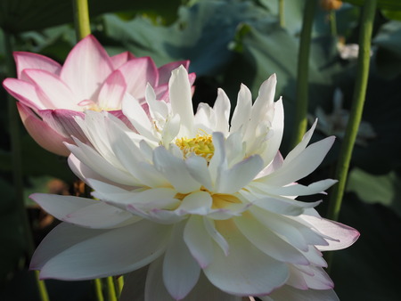 2025.07.22¡¡ëÝÁá»Ô¡¡ÅâÈæ¥Ï¥¹±à¡¡ÁÐÆ¬Ï¡P7230032