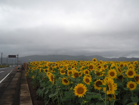 5-愛野町 牛花前P7214015