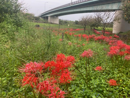 島原 われん川の彼岸花IMG_7751