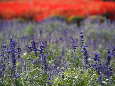 ͭ���ο��ե�����PB021515