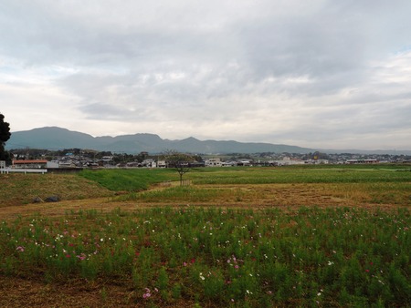 5−諫早市高来町 コスモス畑PA181751
