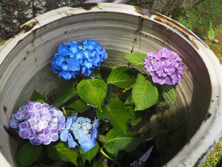 2024.06.02 長崎市 興福寺あじさいP6027484