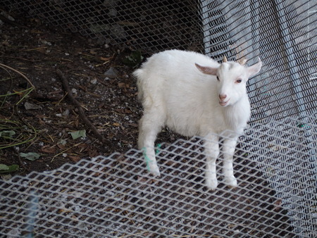 ���ޤФ��ĥ���ָ��ࡡ�䥮PB021476