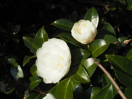 2024.12.01 taradake outdoor garaPC020241