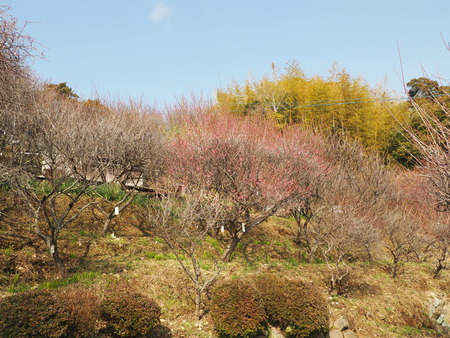 2023.02.15 長崎市松原町 原種梅林 虎馬園P1016058