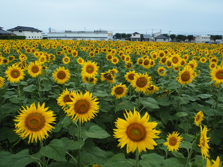2021.06.19 大村市ひまわりP6154218