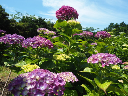 2021.05.28������Կ���Į���å���������P5232139