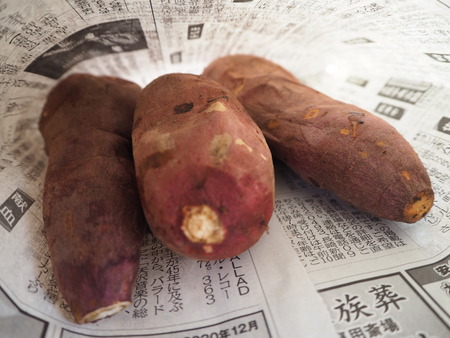 諫早市小長井町 山茶花高原P1161637